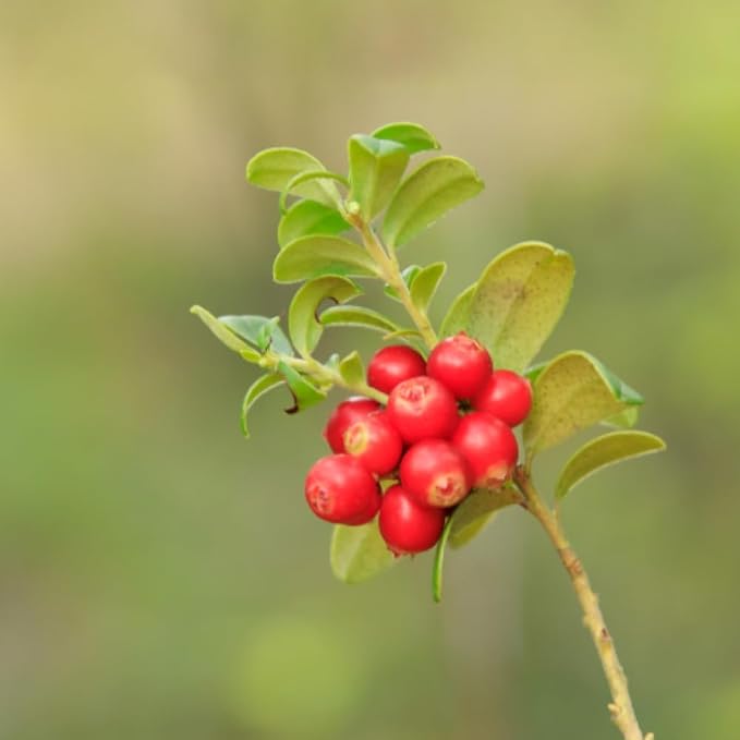 Cica Finish Cream, Lightweight & Soothing & Hydrating Korean Moisturizer with Centella Asiatica for Sensitive Skin, Barrier Repair Cream, Korean Skincare Moisturizer (1.69 fl.oz, 50ml)